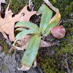Careyanae