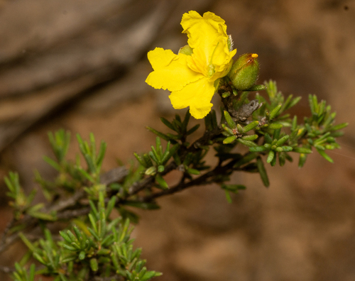 lesser guinea flower (Hibbertia calycina)