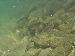 Abudefduf declivifrons