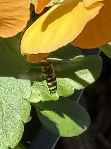 Unknown species found near Chattahoochee St, Helen, GA, US