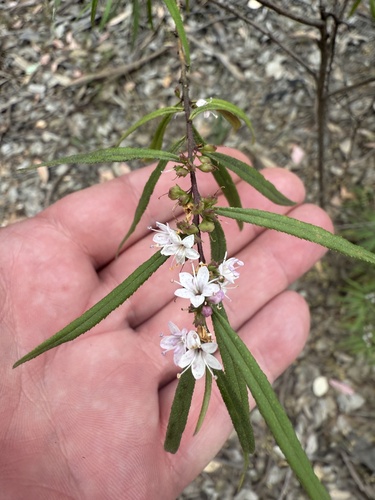 Myoporum bateae observed 2025-10-31