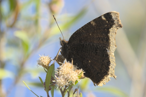 iNaturalist observation photo of Mourning Cloak