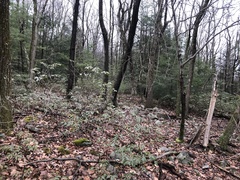 Pertusaria globularis