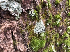 Pertusaria globularis