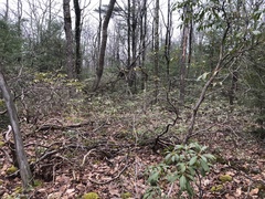 Pertusaria globularis