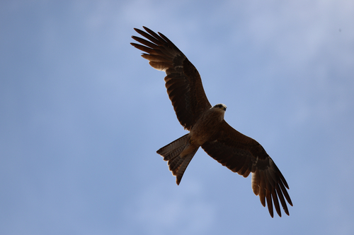 Black Kite