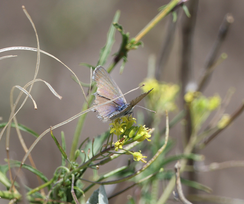 Common Grass Blue