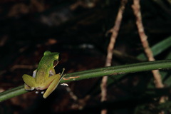 Chalcorana raniceps