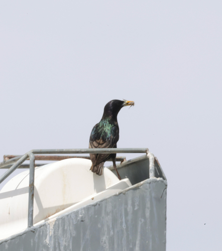 European Starling