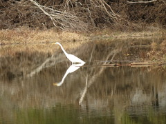 Ardea alba egretta