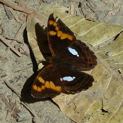 Adelpha justina