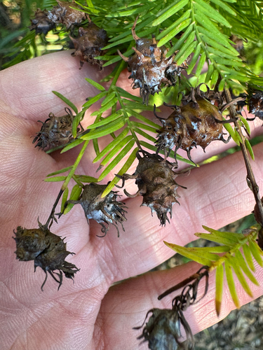 Unknown species found near W J Janes Memorial Scenic Dr, Immokalee, FL, US