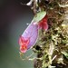 Lepanthes lycocephala - Photo (c) NattyOne, some rights reserved (CC BY-NC), uploaded by NattyOne