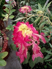 Amaranthus tricolor