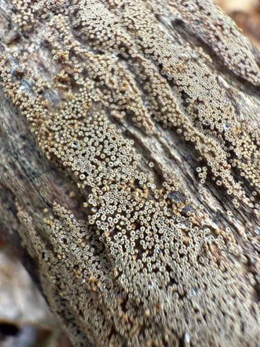 Merismodes anomala observed 2025-11-01