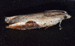Pseudexentera costomaculana