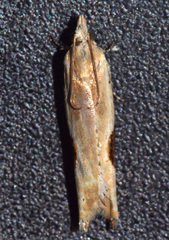 Pseudexentera costomaculana