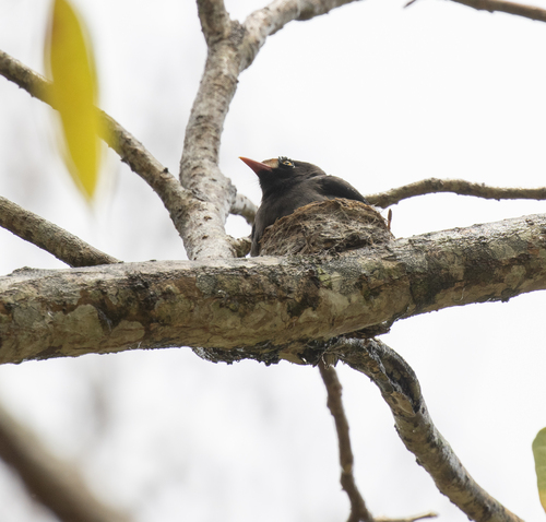 Chestnut-fronted Helmetshrike (Prionops scopifrons), photo 9