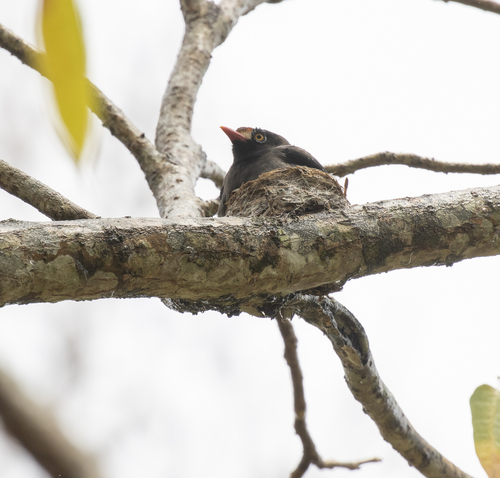 Chestnut-fronted Helmetshrike (Prionops scopifrons), photo 8