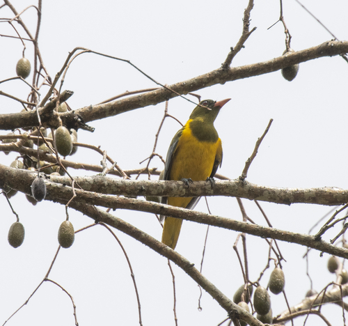 Green-headed Oriole (Oriolus chlorocephalus), photo 6