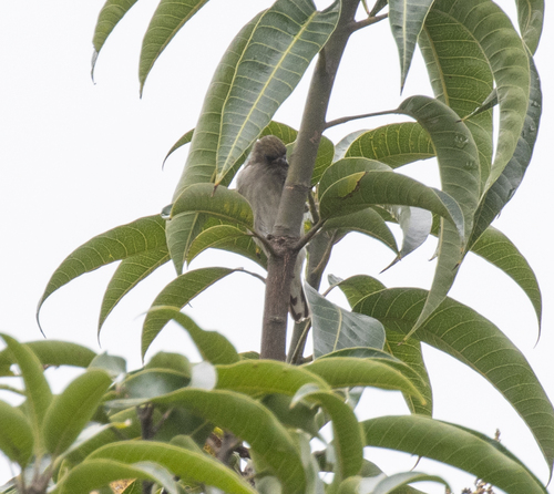 Pallid Honeyguide (Indicator meliphilus)