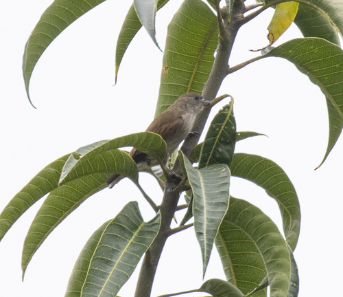 Pallid Honeyguide (Indicator meliphilus), photo 2