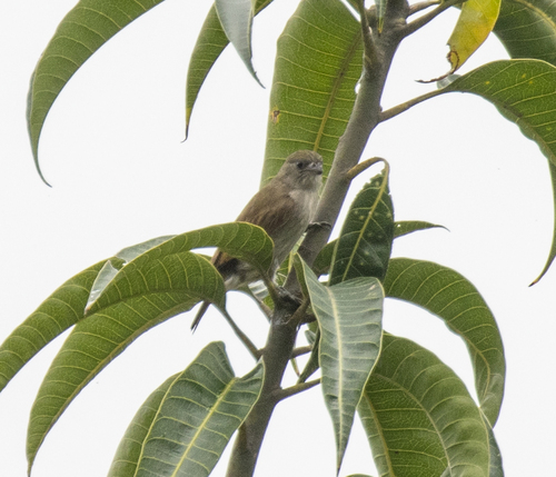 Pallid Honeyguide (Indicator meliphilus), photo 3