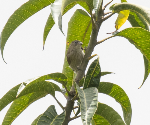 Pallid Honeyguide (Indicator meliphilus), photo 4