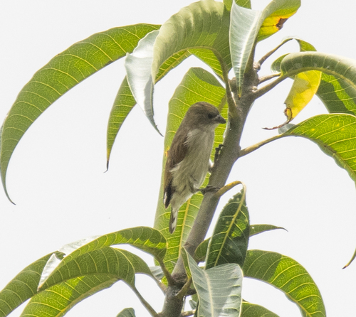 Pallid Honeyguide (Indicator meliphilus), photo 5