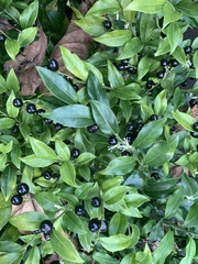Sarcococca confusa