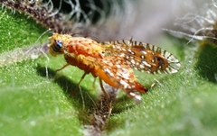 Paracantha cultaris