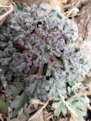 Cymopterus