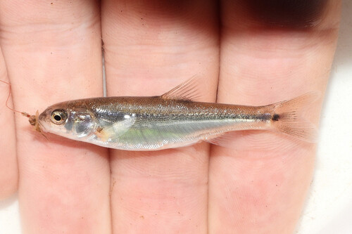 Langvin-elritsje (Agosia chrysogaster) — Cyprinidae
