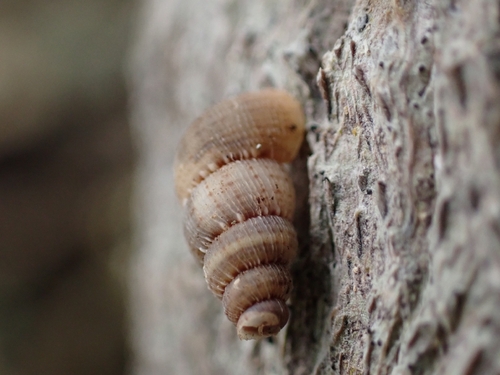Diplopoma crenulatum