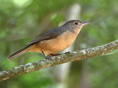 Little Shrikethrush photo 2