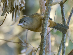 Little Shrikethrush photo 5