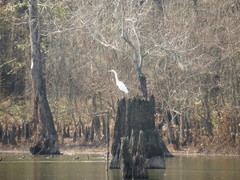 Ardea alba egretta
