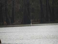 Ardea alba egretta