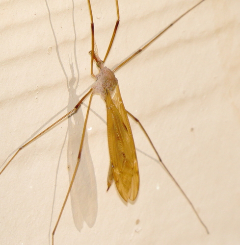 Unknown species found near Oxley Nature Center, Tulsa County OK