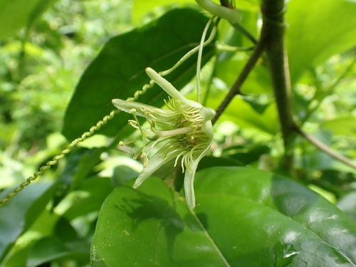 Passiflora suberosa iNat (2)
