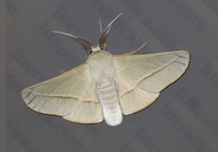 Oenochroma orthodesma