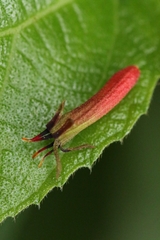Scurrula parasitica
