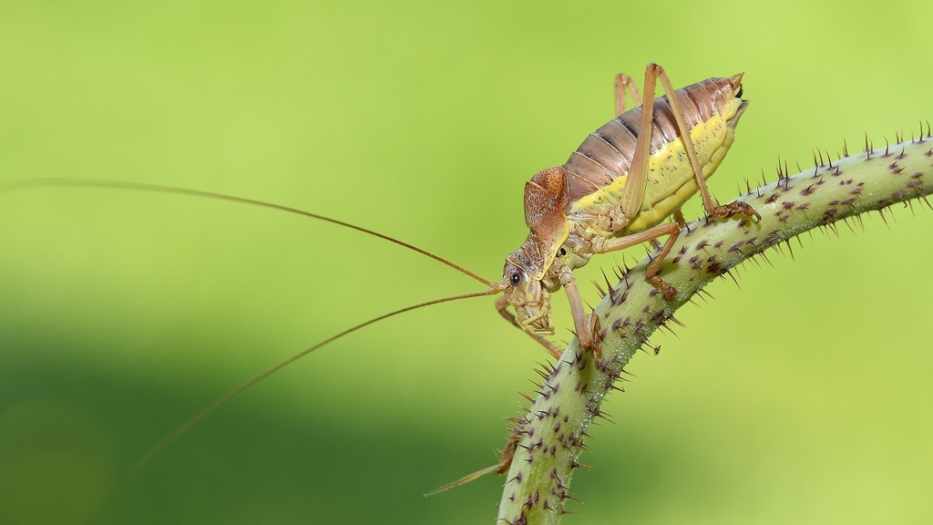 Saddle-backed Bush Cricket