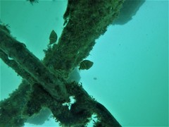 Pseudobalistes naufragium