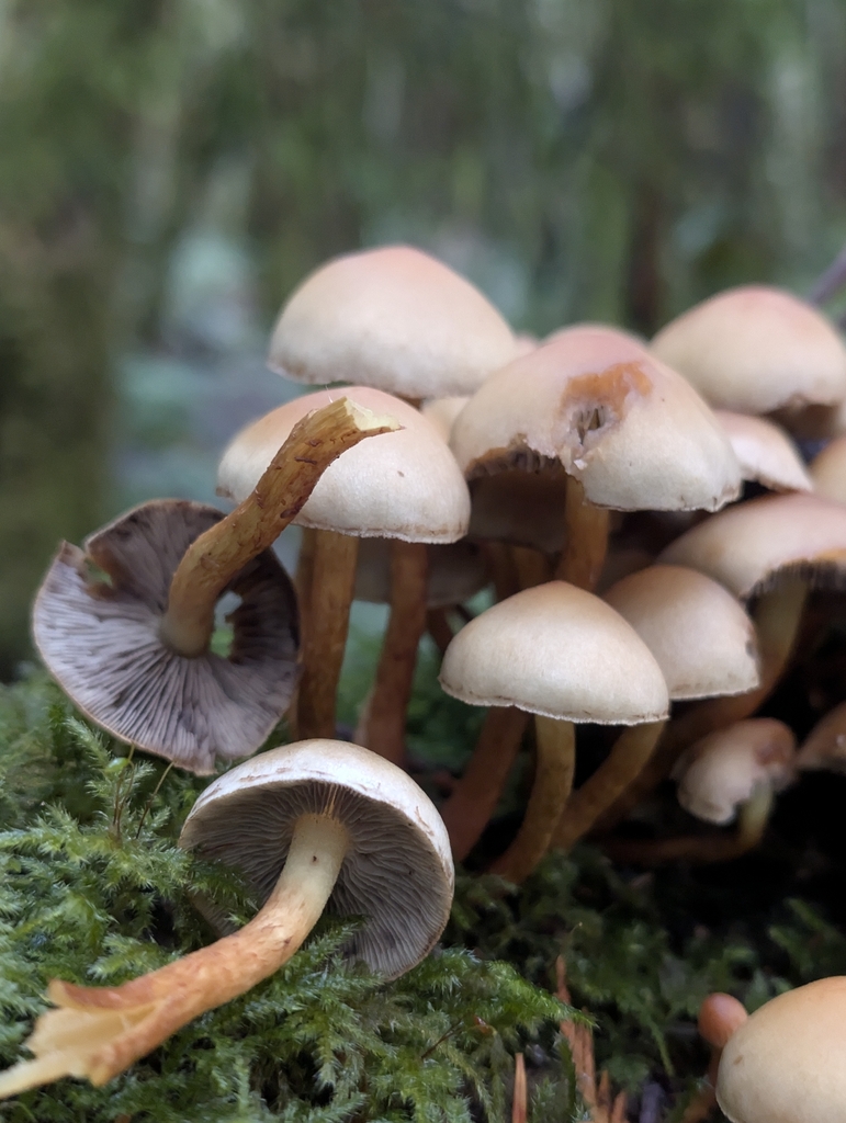 Hypholoma capnoides · November 2025 · photo: © moemeikle (iNaturalist, cc-by)