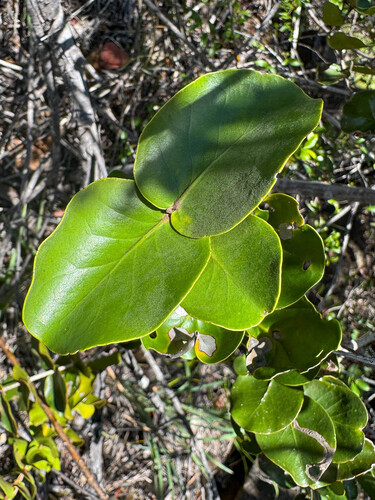 Eugenia gacognei observed 2025-10-17