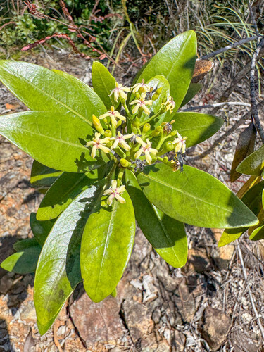Tarenna rhypalostigma observed 2025-10-17