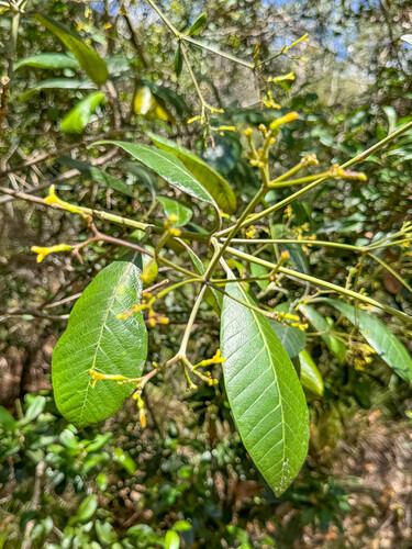 Alstonia vieillardii observed 2025-10-17
