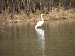 Ardea alba egretta