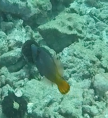 Pervagor aspricaudus